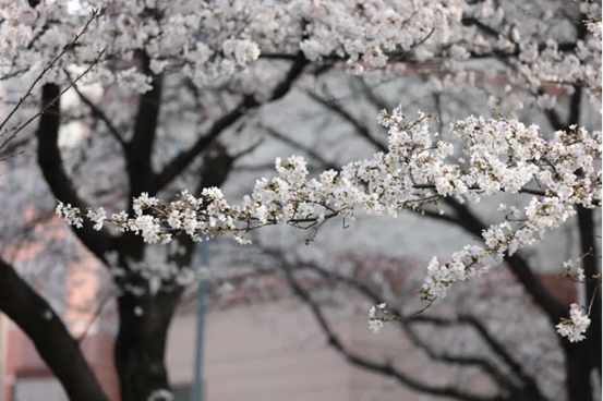 说明: //rcb.touqingzp.com/__local/0/0E/1A/F90418D62B9F0009BCED62872C7_74EA8EE1_1382B8.png